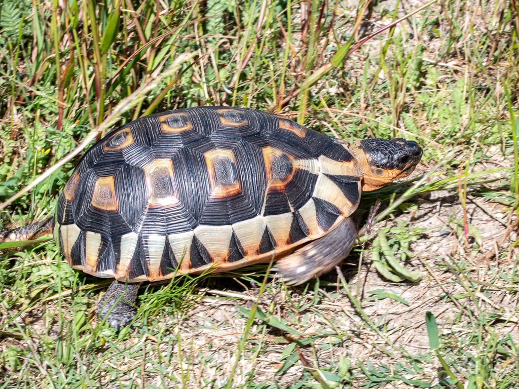 Nedbank Gravel Burn wildlife tortoise