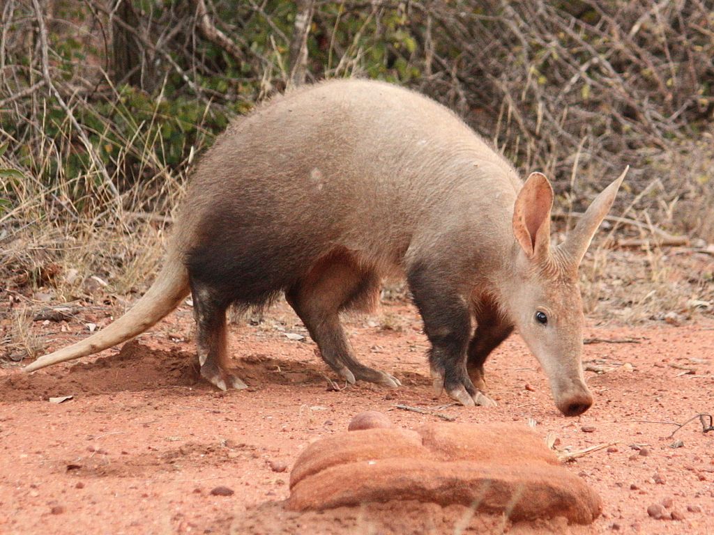 Nedbank Gravel Burn wildlife aardvark