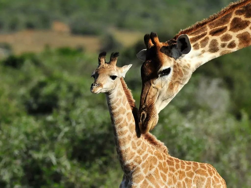 Nedbank Gravel Burn wildlife giraffe