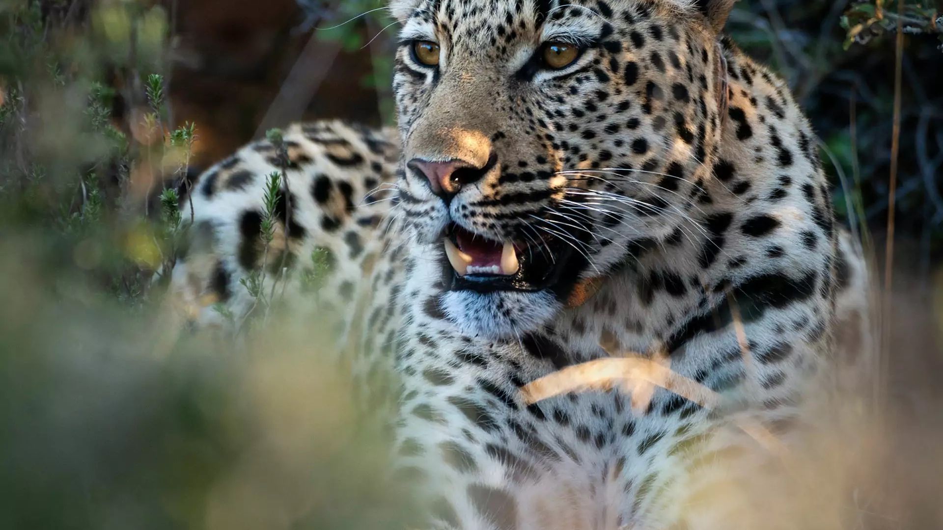 Nedbank Gravel Burn wildlife leopard