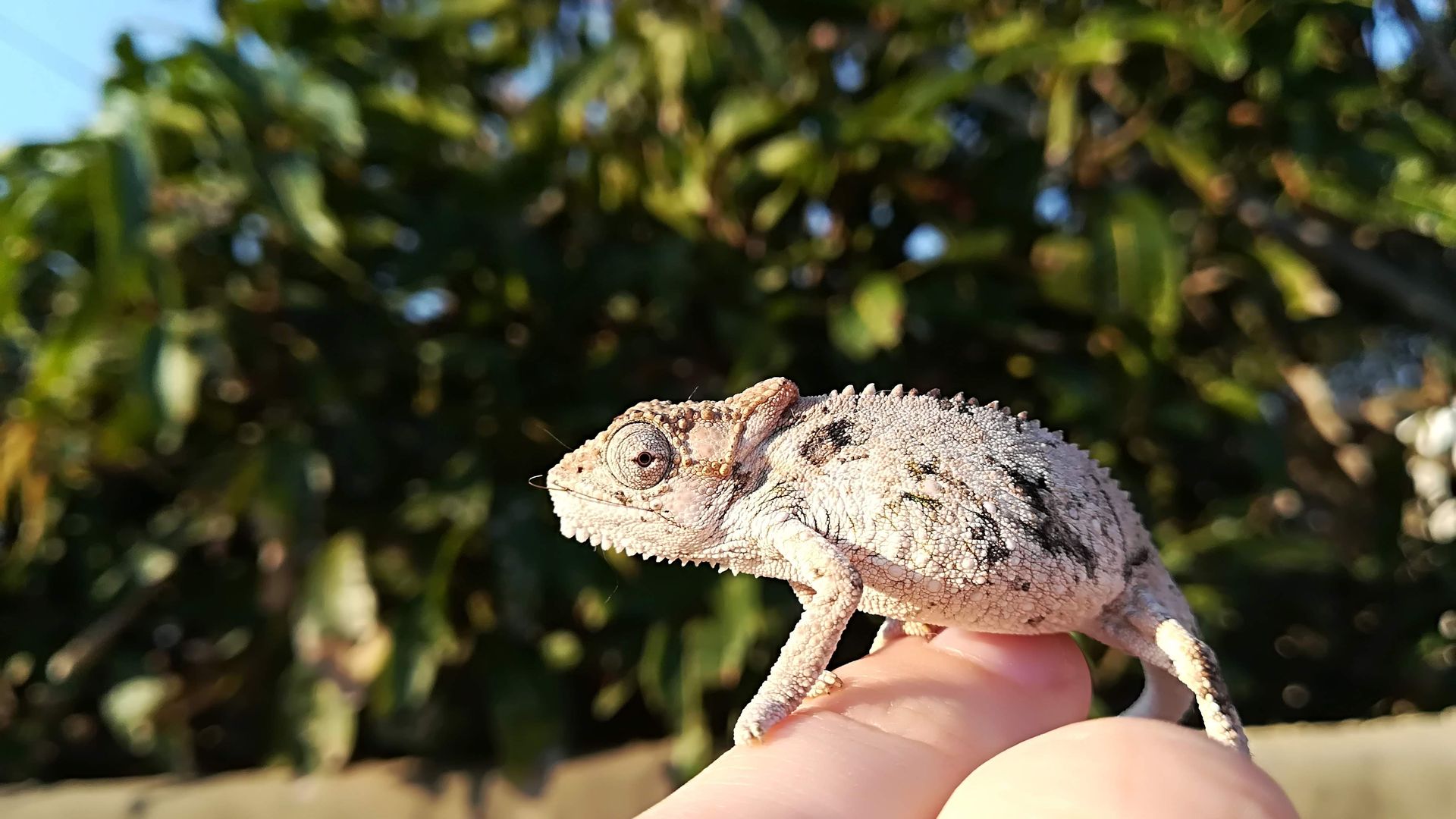 Nedbank Gravel Burn wildlife Southern_dwarf_chameleon