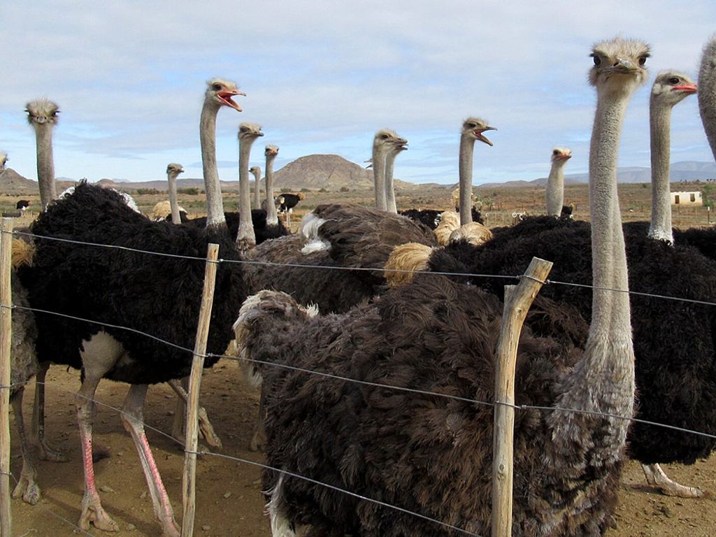 Ostrich